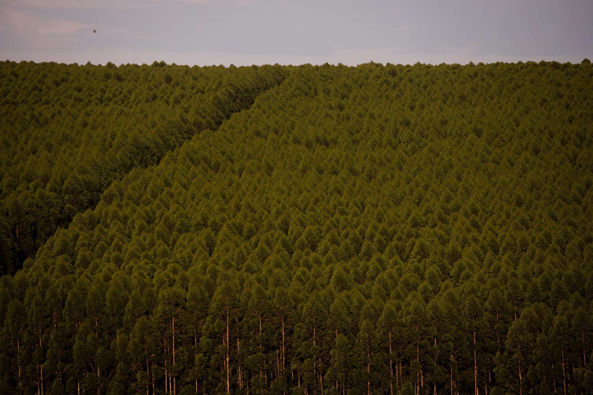 Florestas plantadas no Brasil ocuparam 9,5 milhões de hectares em 2021